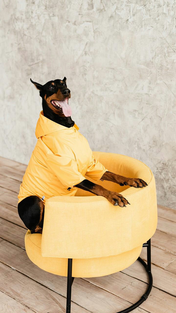 doberman