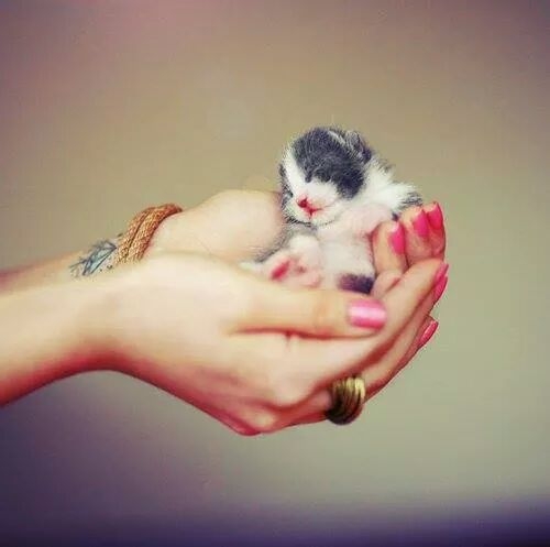 Small puppy