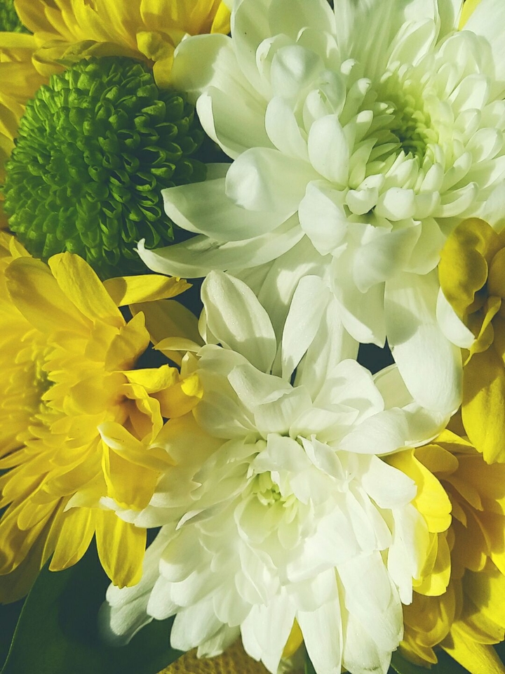 flowers