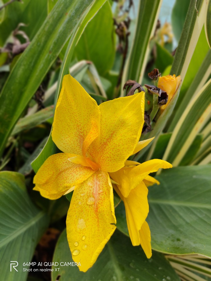 Yellowveee