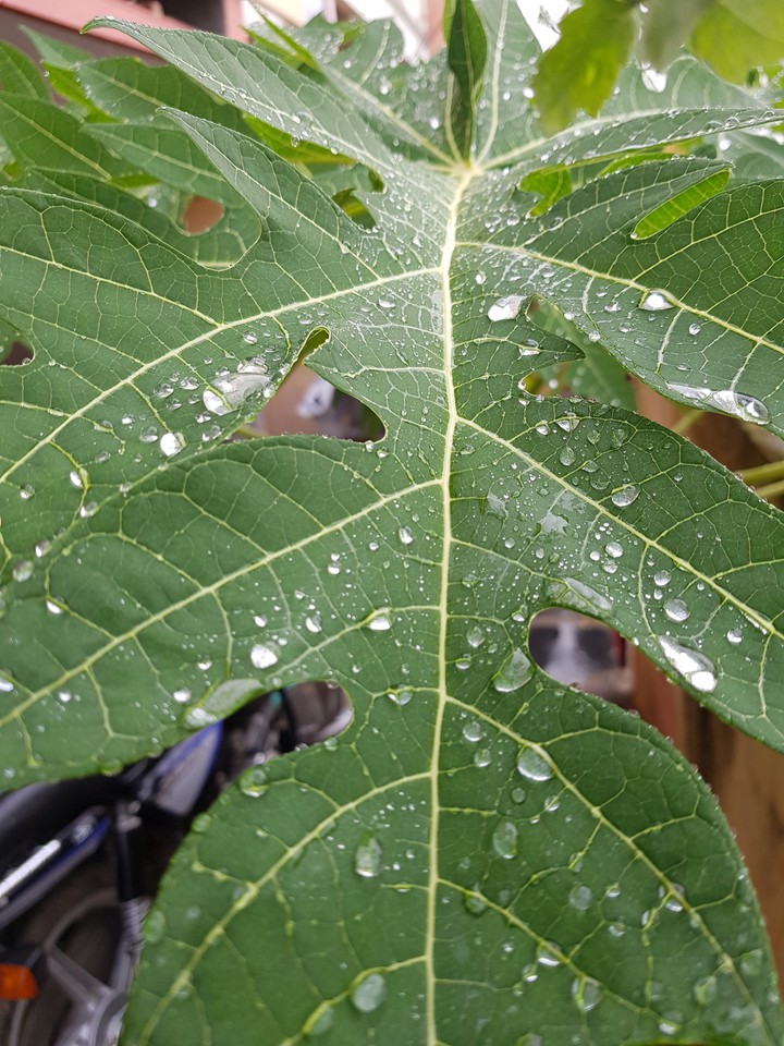 Rain drops