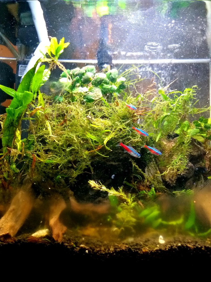 Neon fish