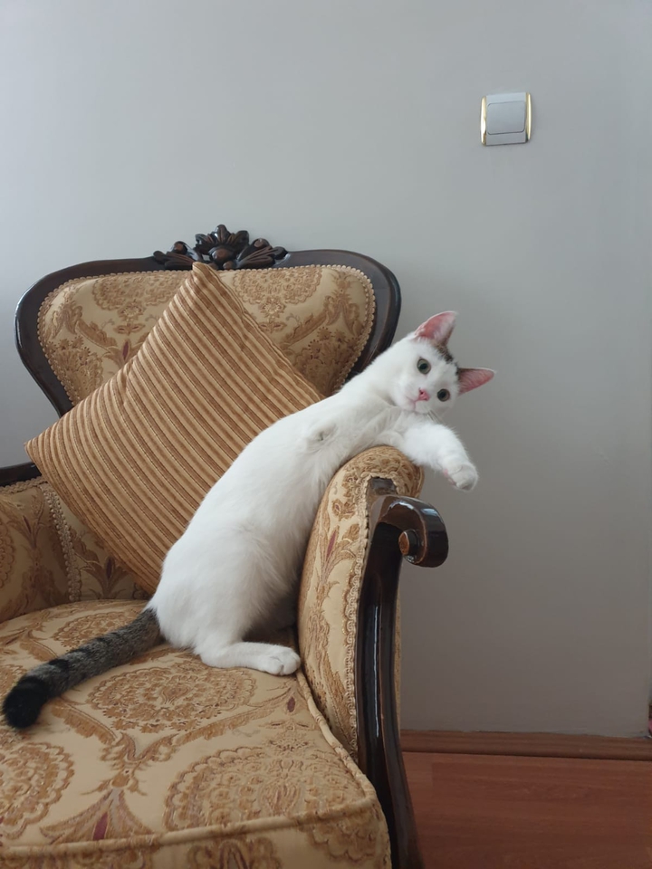 pamuk
