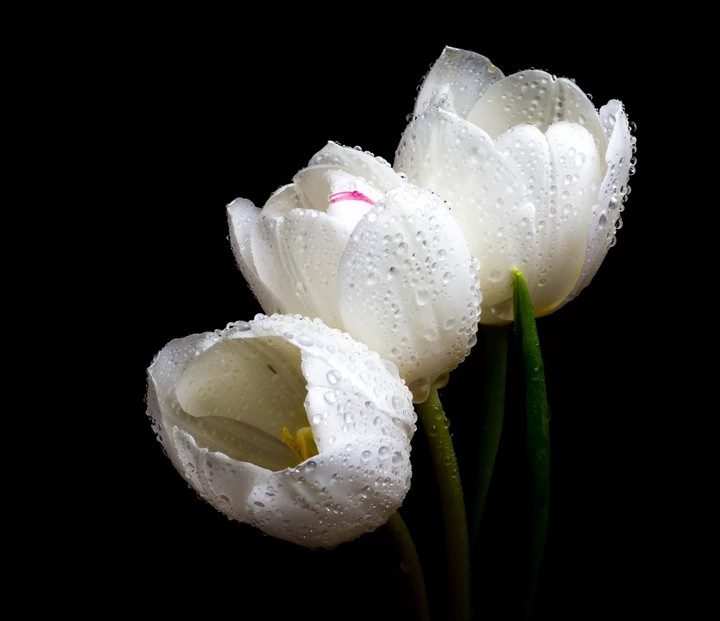 Tulip