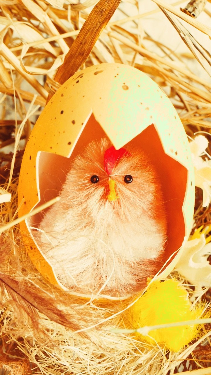 цыпа