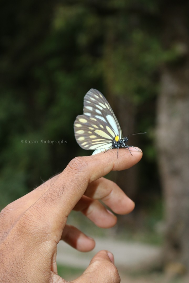 Butterfly