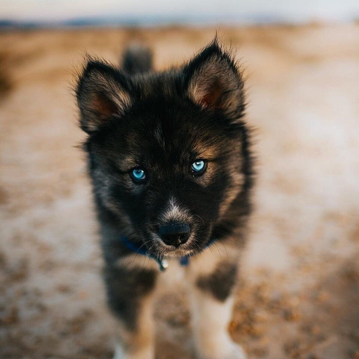 cutee dog
