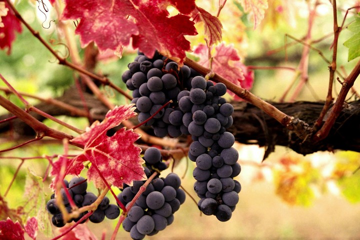 Blue grapes