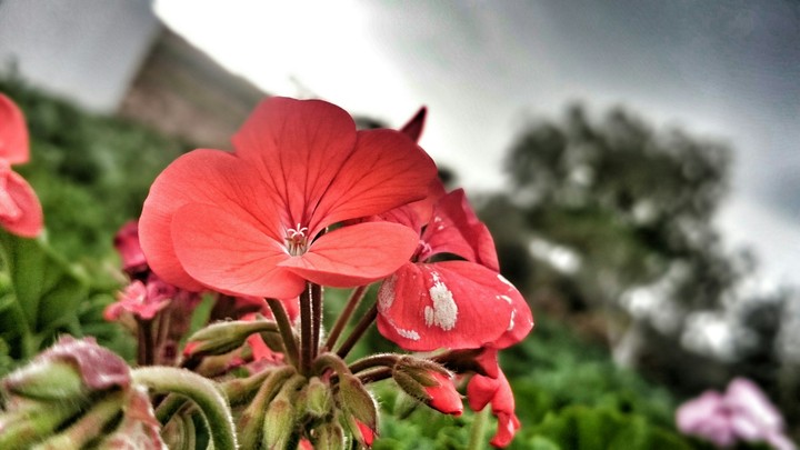 flower