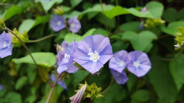 blue flower