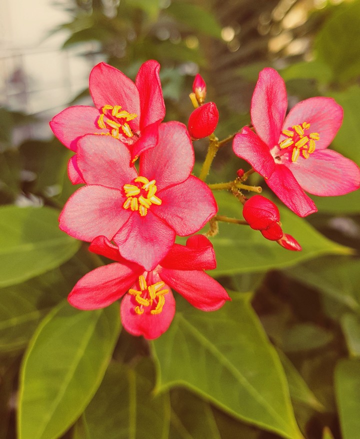 ফুল জীবনের জন্য আনন্দের বার্তা বহন করে।