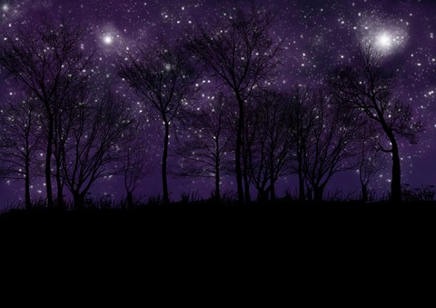 Forest by night