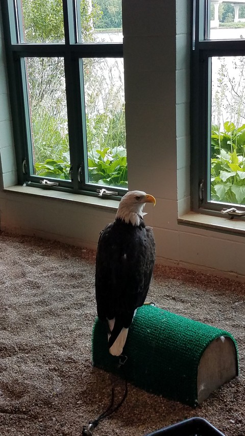 Bald Eagle