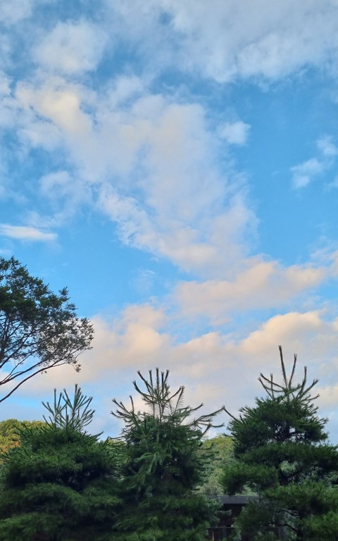 잔디, 식물 배경화면
