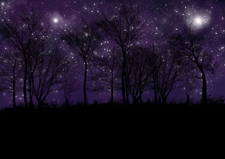 Forest by night
