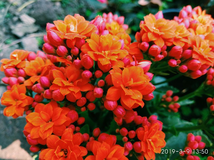orange love