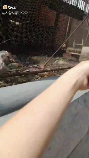 핑크 병아리!!!