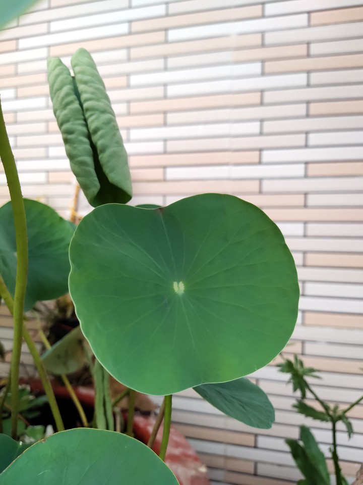 leafs lotus