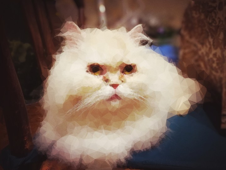 Кот