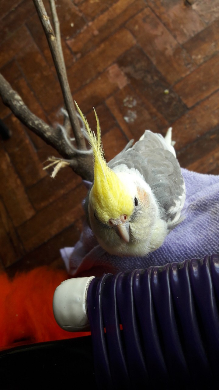 My Cockatiel