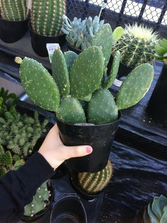Cactus