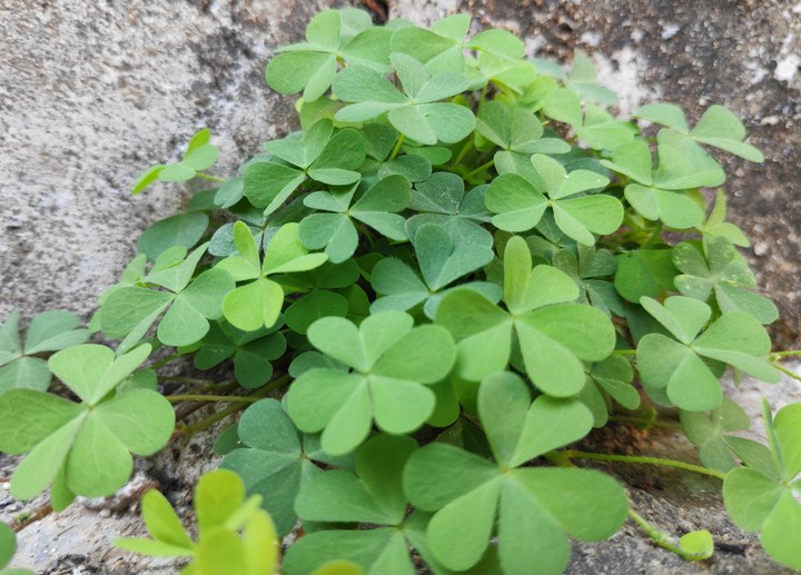green leaf