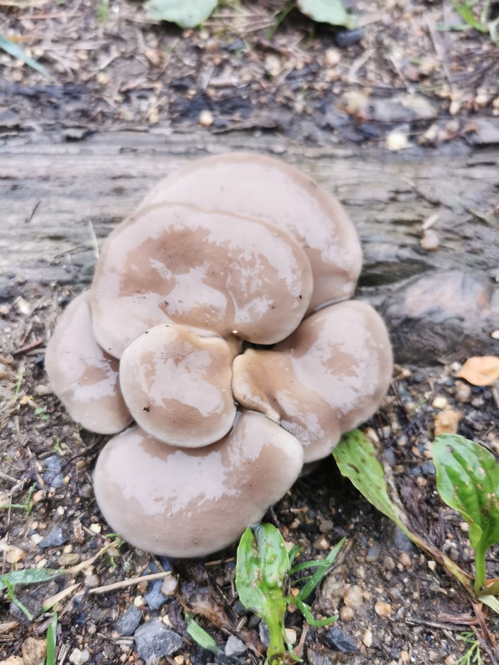 Steinpilze ?