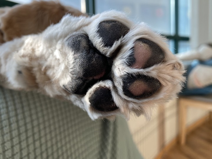 Puppy foot