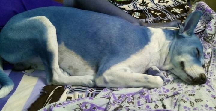 My dog