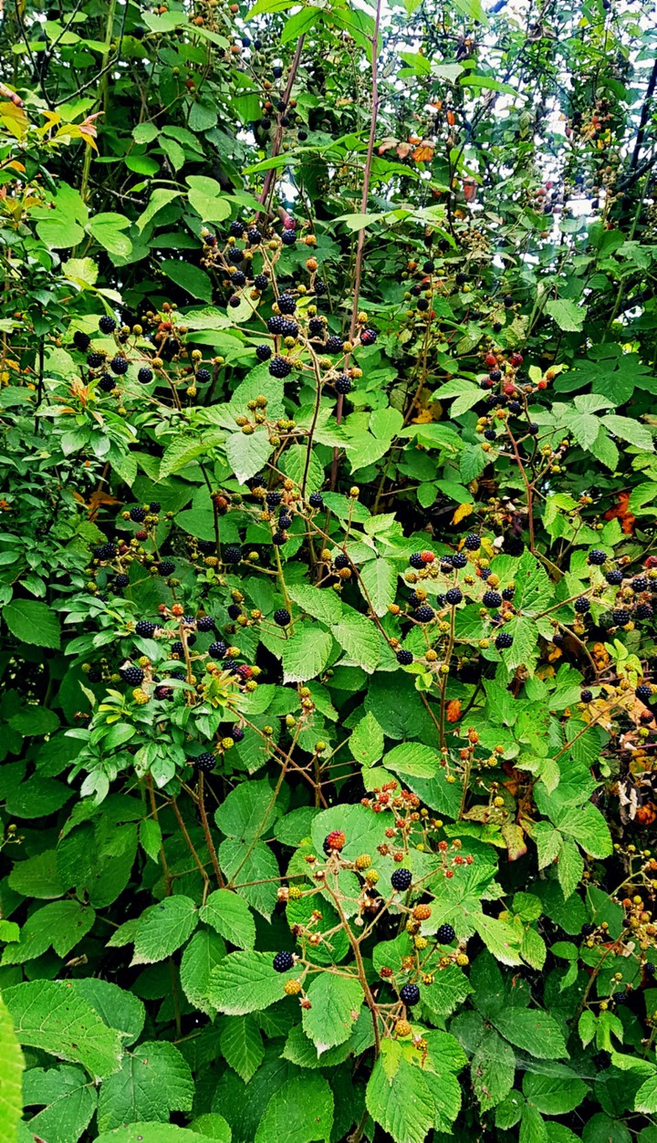 berries