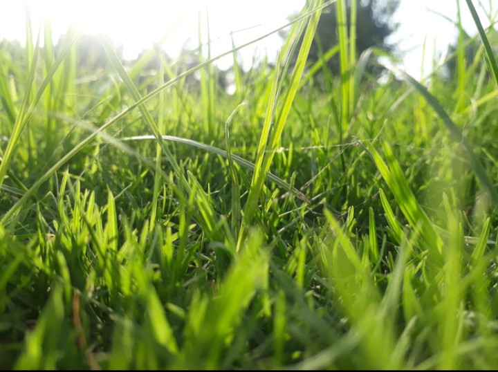 grass