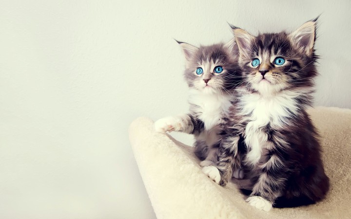 Cute cats  