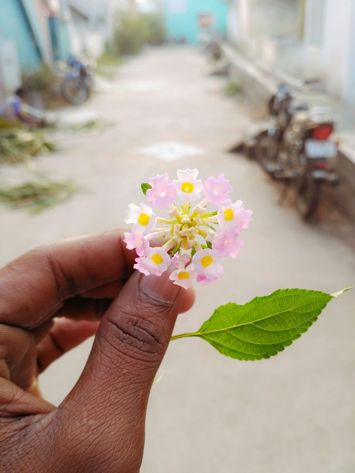 morning flower