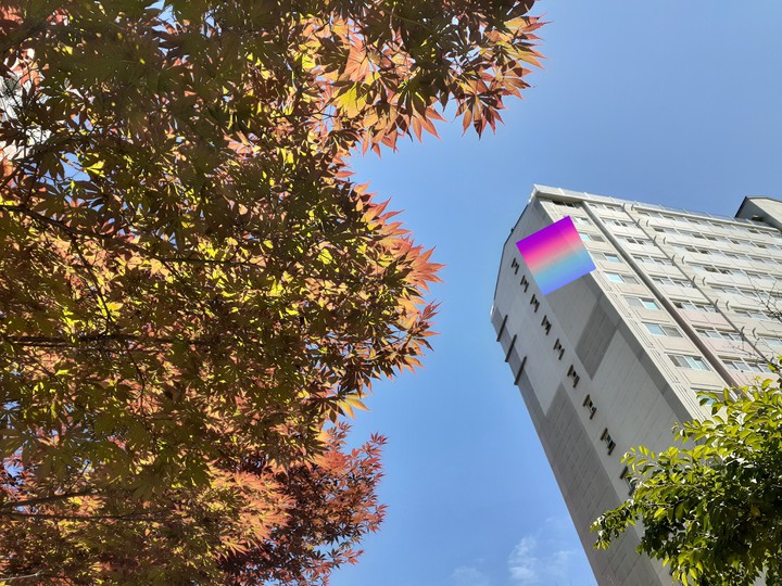 단풍나무 위에 찍은 사진