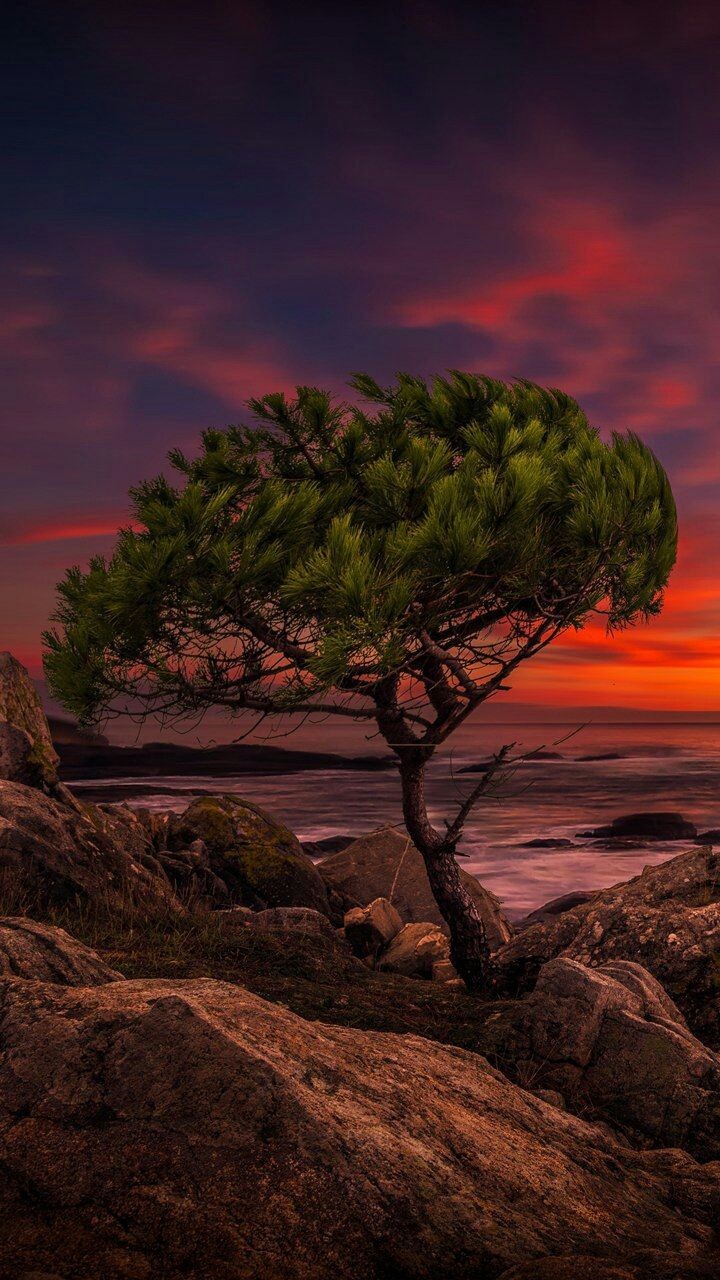 tree