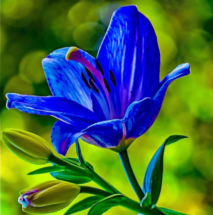 lily