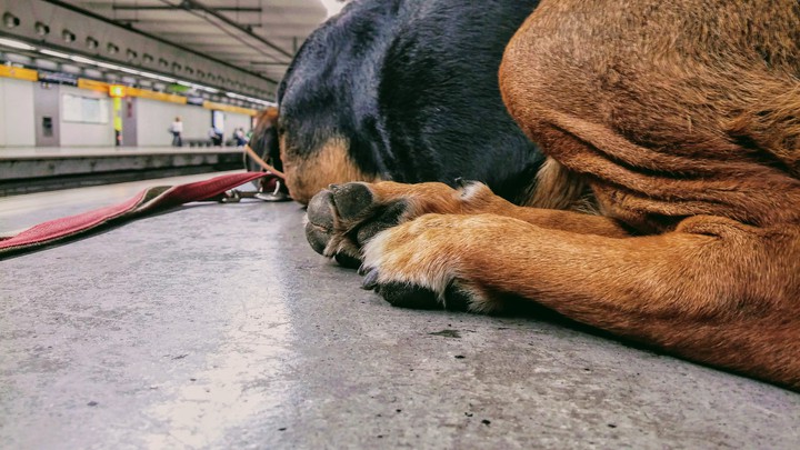 Metro area and very good dog.