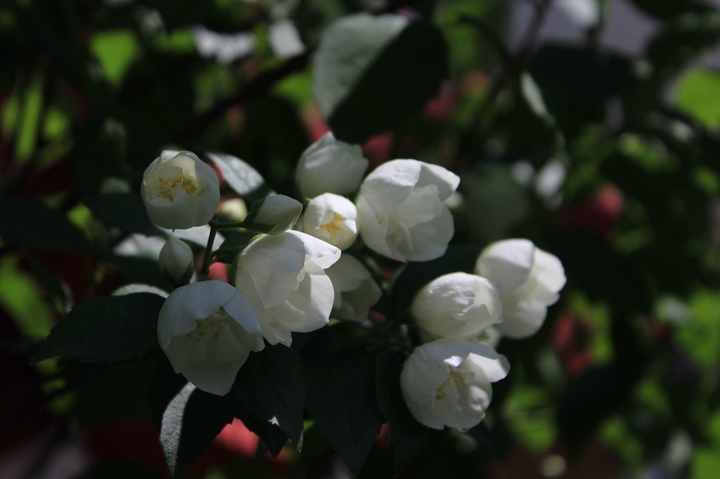 flowers during spring