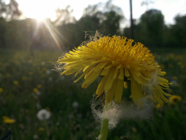 dandelion