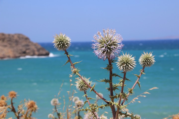 Blume vor dem Meer
