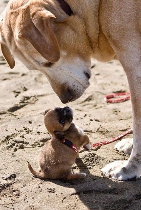 It big dog & it small dog.