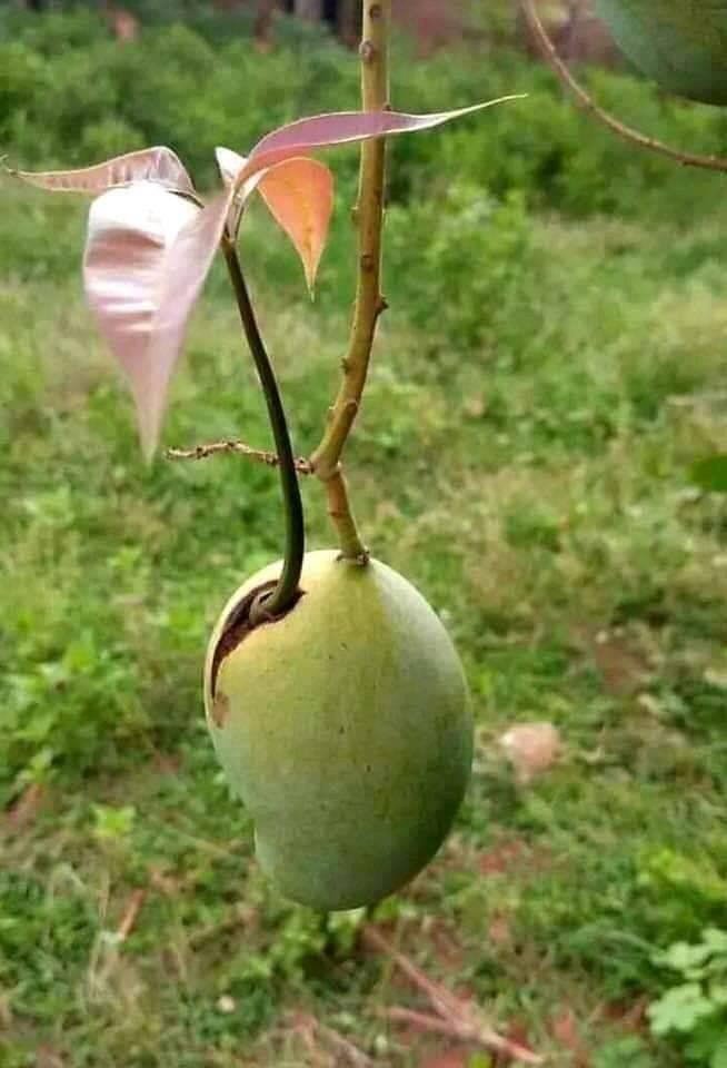 Mango....