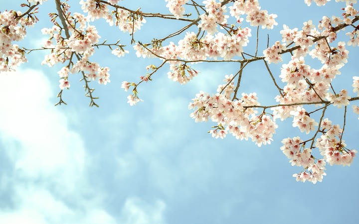 Clouds of Cherry Blossoms