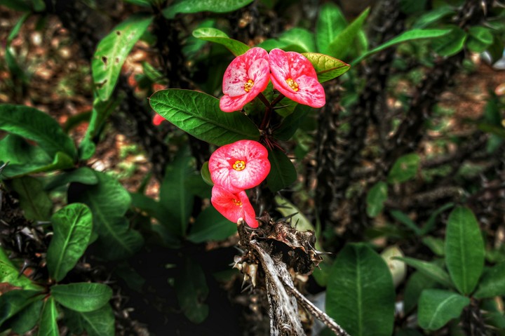 Wildflower