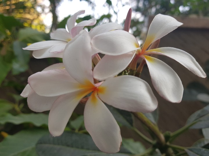 some flower