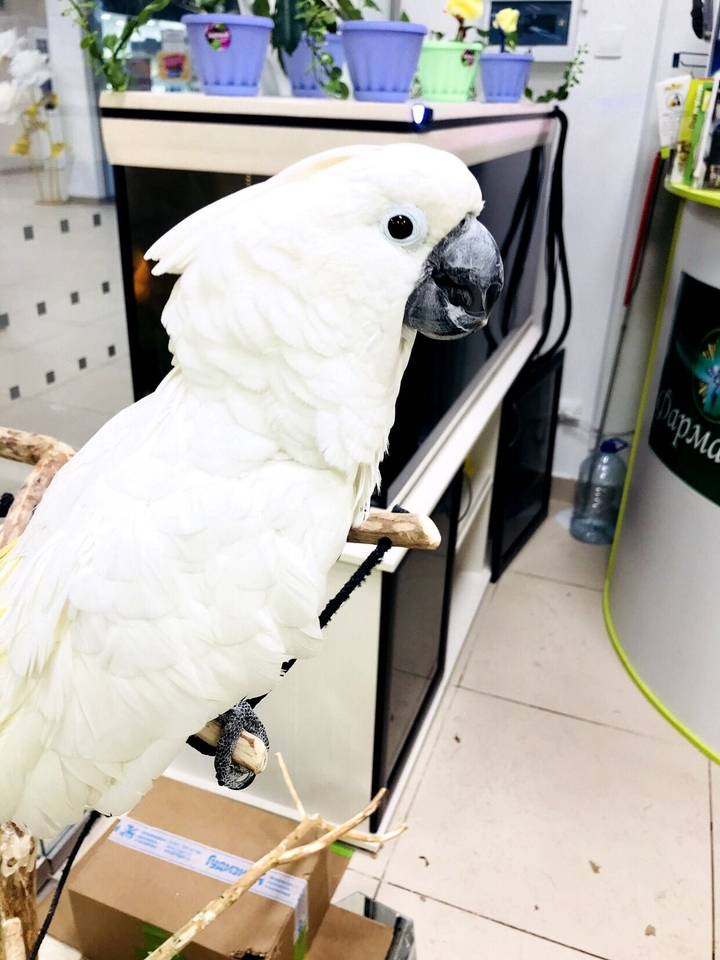 parrot