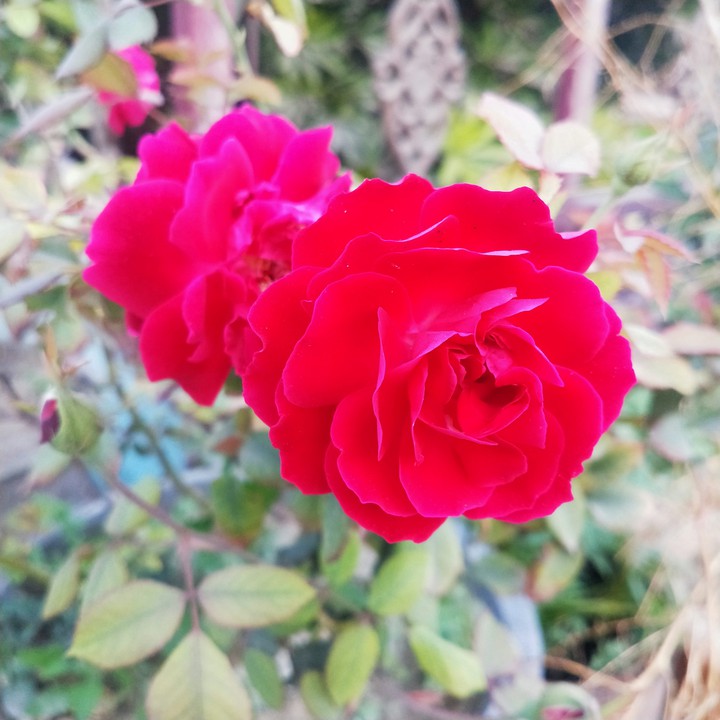 Beautiful Roses