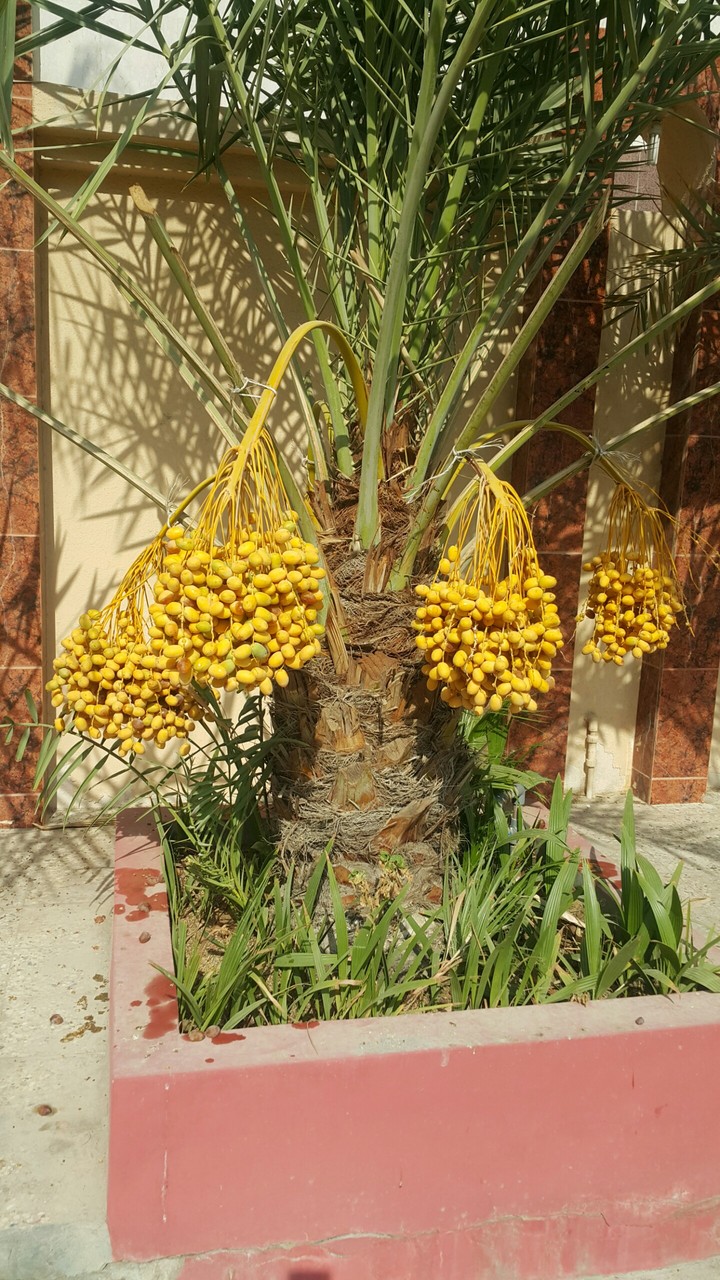 dates