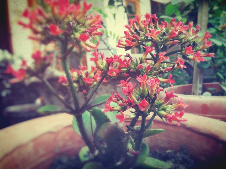 Little flowers
