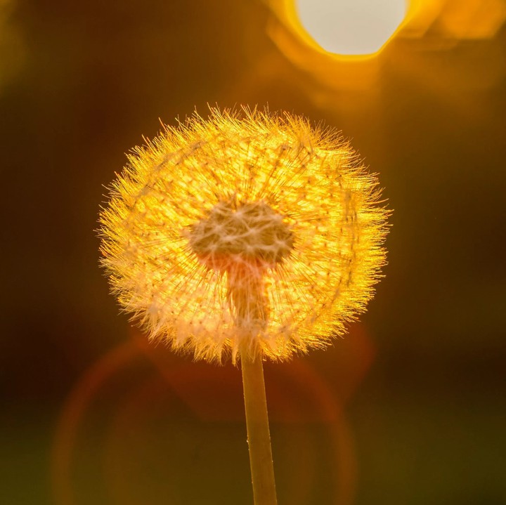dandelion
